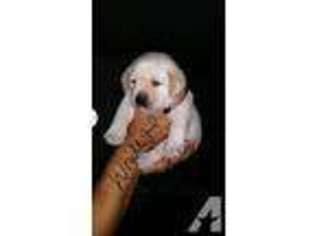 Mutt Puppy for sale in BEAVERTON, OR, USA