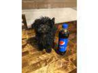 Mutt Puppy for sale in Las Animas, CO, USA