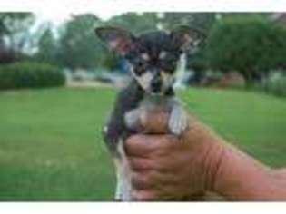 Chihuahua Puppy for sale in Summit, MS, USA