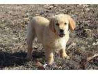 Golden Retriever Puppy for sale in Macomb, MO, USA