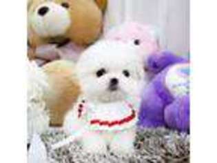 Maltese Puppy for sale in Franklin, NC, USA