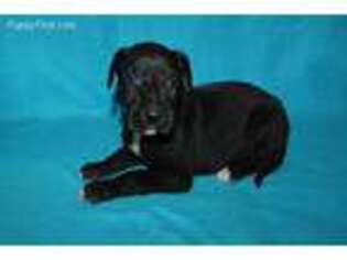 Great Dane Puppy for sale in Dimock, SD, USA