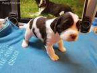 English Springer Spaniel Puppy for sale in Galesburg, IL, USA