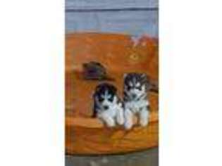 Siberian Husky Puppy for sale in Weare, NH, USA