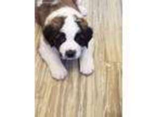 Saint Bernard Puppy for sale in Amelia Court House, VA, USA