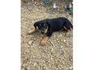 Rottweiler Puppy for sale in Peace River, Alberta, Canada
