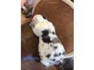 Miniature Australian Shepherd Puppy for sale in Capitan, NM, USA
