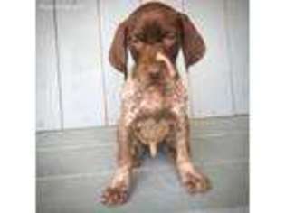 German Shorthaired Pointer Puppy for sale in Tulare, CA, USA