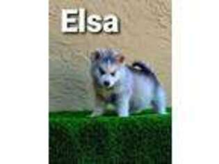 Siberian Husky Puppy for sale in Fort Lauderdale, FL, USA