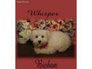 Bichon Frise Puppy for sale in Uniontown, OH, USA