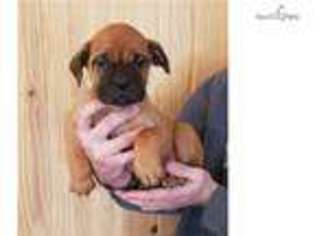 Bullmastiff Puppy for sale in Springfield, MO, USA