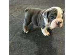 Bulldog Puppy for sale in Hightstown, NJ, USA