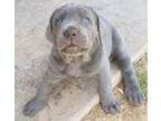Cane Corso Puppy for sale in Avondale, AZ, USA