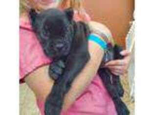 Cane Corso Puppy for sale in Douglasville, GA, USA