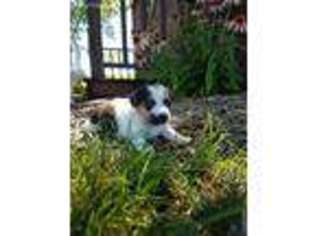Jack Russell Terrier Puppy for sale in Loogootee, IN, USA