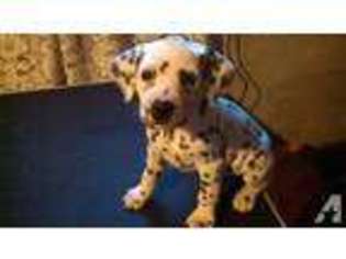 Dalmatian Puppy for sale in GARDNERS, PA, USA