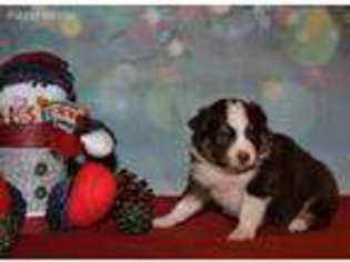 Miniature Australian Shepherd Puppy for sale in Yamhill, OR, USA