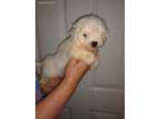 Maltese Puppy for sale in Loxley, AL, USA