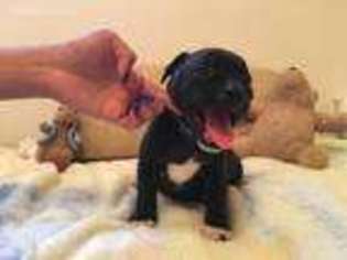 Staffordshire Bull Terrier Puppy for sale in Conyers, GA, USA