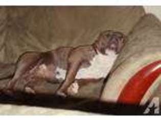 American Pit Bull Terrier Puppy for sale in SEBASTIAN, FL, USA