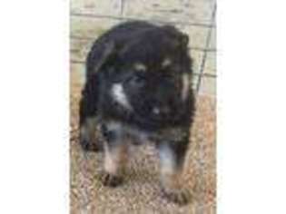 German Shepherd Dog Puppy for sale in Blackfoot, ID, USA