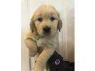 Golden Retriever Puppy for sale in Loma, CO, USA