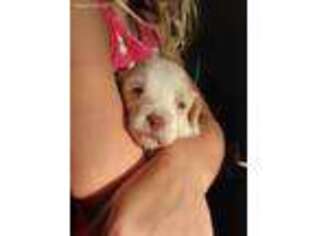 Poovanese Puppy for sale in Belleville, IL, USA