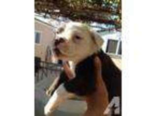 Olde English Bulldogge Puppy for sale in SAN JOSE, CA, USA