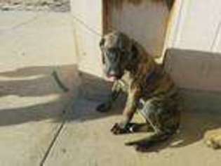 Mastiff Puppy for sale in Pearblossom, CA, USA