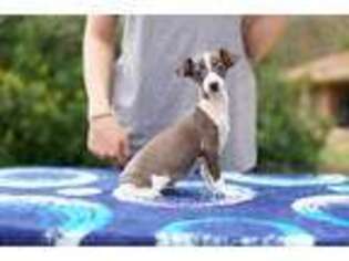 Italian Greyhound Puppy for sale in Marietta, GA, USA