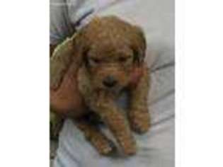Goldendoodle Puppy for sale in Buda, TX, USA