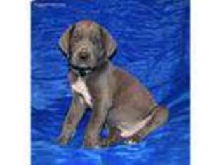 Great Dane Puppy for sale in Blairs Mills, PA, USA