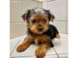 Yorkshire Terrier Puppy for sale in Phelan, CA, USA