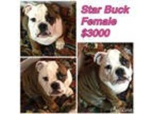 Bulldog Puppy for sale in Burleson, TX, USA