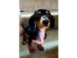 Dachshund Puppy for sale in SYRACUSE, NY, USA