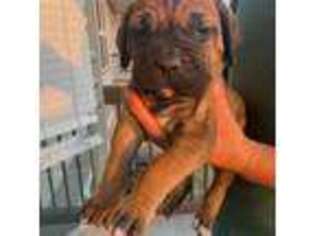 Cane Corso Puppy for sale in The Colony, TX, USA