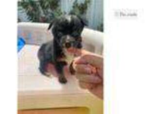 Miniature Australian Shepherd Puppy for sale in Chattanooga, TN, USA