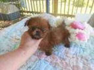Mutt Puppy for sale in Lawrenceburg, KY, USA