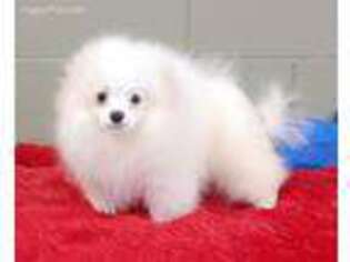 Pomeranian Puppy for sale in San Luis Obispo, CA, USA