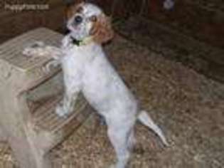English Setter Puppy for sale in Rushford, MN, USA