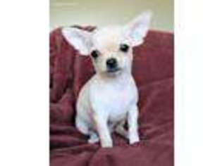 Chihuahua Puppy for sale in Temecula, CA, USA