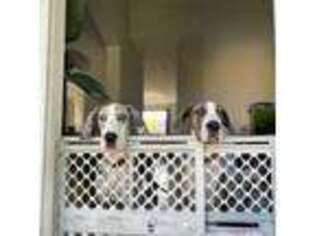 Great Dane Puppy for sale in Homestead, FL, USA
