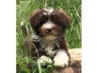 Havanese Puppy for sale in Castle Rock, WA, USA