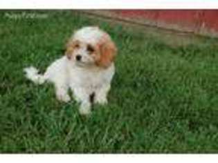 Cavapoo Puppy for sale in Harrison, OH, USA