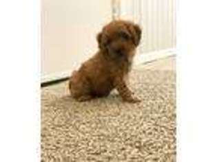 Mutt Puppy for sale in Marshall, TX, USA