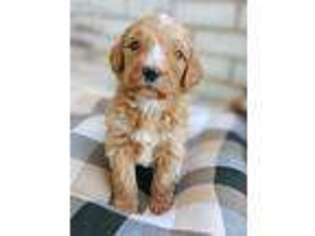 Goldendoodle Puppy for sale in Fort Worth, TX, USA