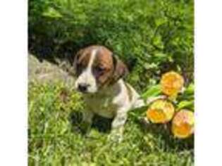 Jack Russell Terrier Puppy for sale in Sandown, NH, USA