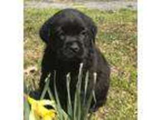 Labrador Retriever Puppy for sale in Fredericksburg, VA, USA