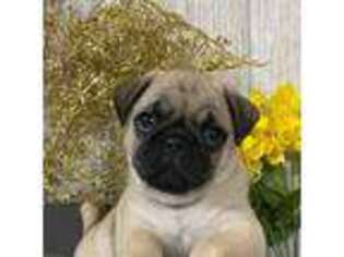 Pug Puppy for sale in Newark, NJ, USA