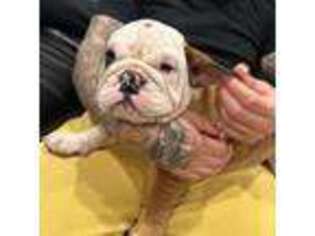 Bulldog Puppy for sale in Philadelphia, PA, USA